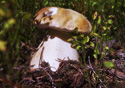 Boletus Edulis